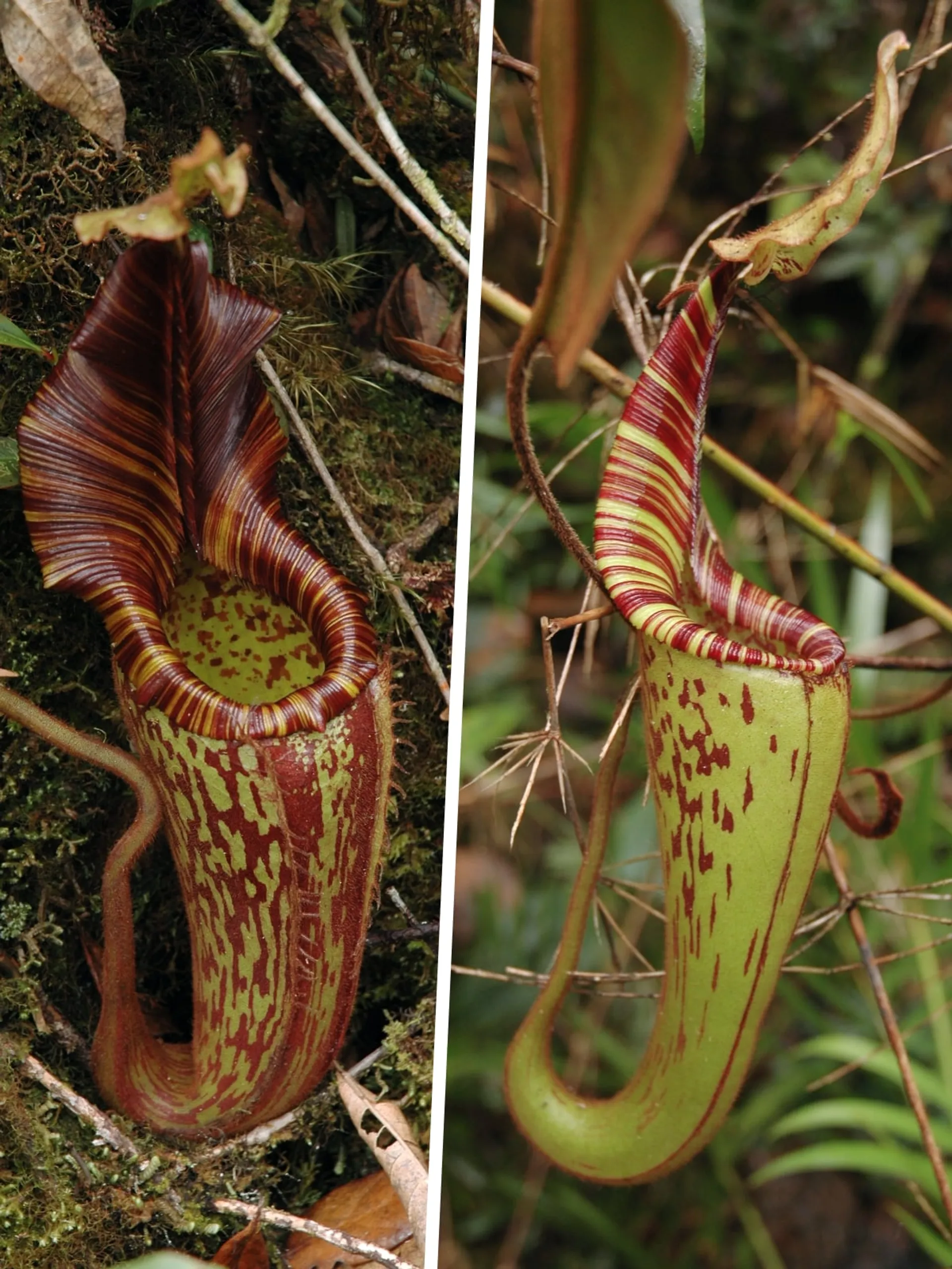 Nepenthes mollis (aka N. hurrelliana) | Tom's Carnivores
